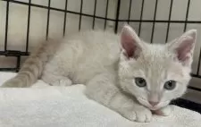 父スコ 母 セルカークレックス【福岡県・女の子・2025年6月29日・クリームタビー】の写真9