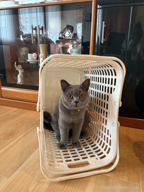 吉田桃子ブリーダーのブログ：お迎え後のブリティッシュショートヘアくん！