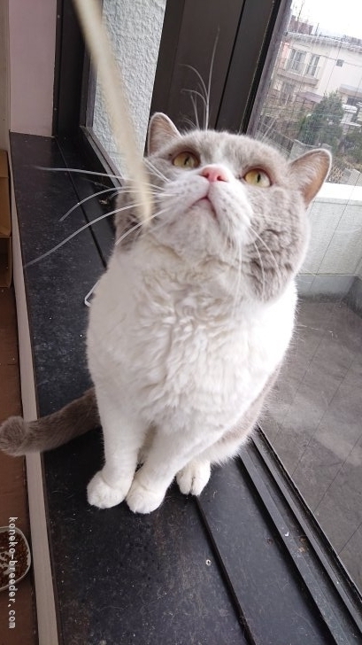 吉田桃子ブリーダーのブログ：お誕生日の猫ちゃん！！🎉