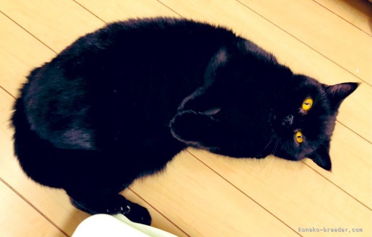 吉田桃子ブリーダーのブログ：かわいいオバケが出ました👻