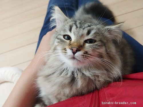 かわいいサイベリアンちゃん 吉田桃子ブリーダー みんなの子猫ブリーダー