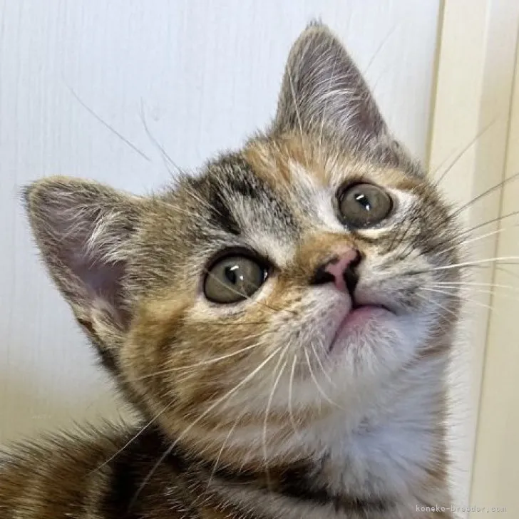 かざはる 様のお迎えした子猫