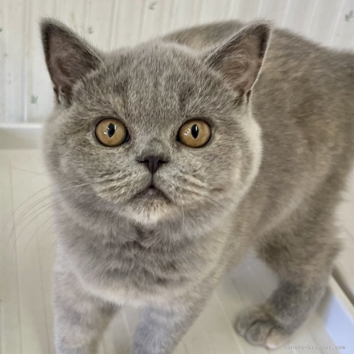 ねこちゃん　ぬいぐるみ　ブリティッシュショートヘア　ブルーアイ　大きめ　ふわふわ Amazon.co.jp: ネコ 猫 ぬいぐるみ ブリティッシュショートヘア