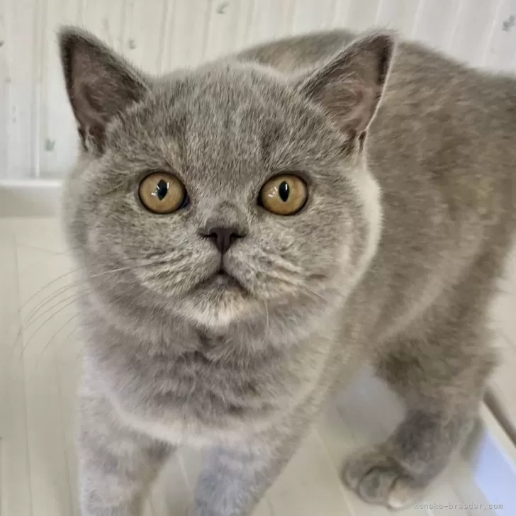 ID：2409-01529の子猫