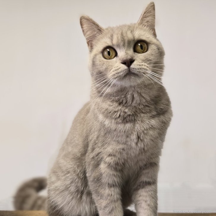 スーパーセール 藤編み 猫ハウス ラタン ペットベッド 四季通用