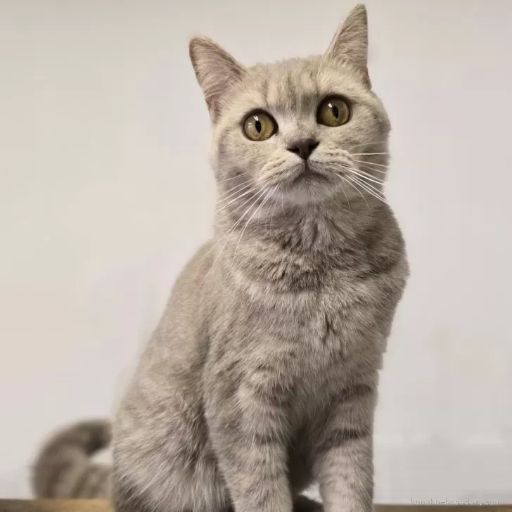ID：2306-00147の子猫