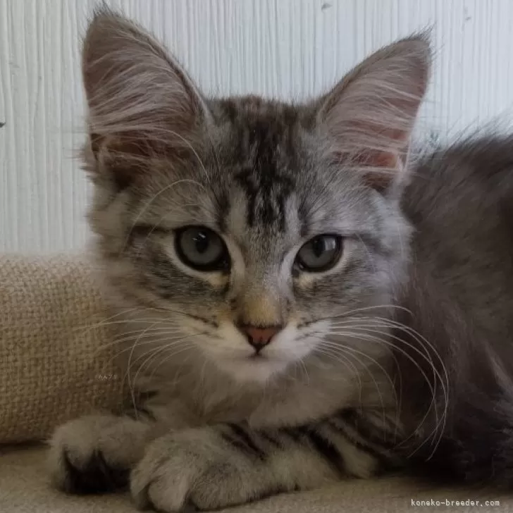 ID：2409-01008の子猫