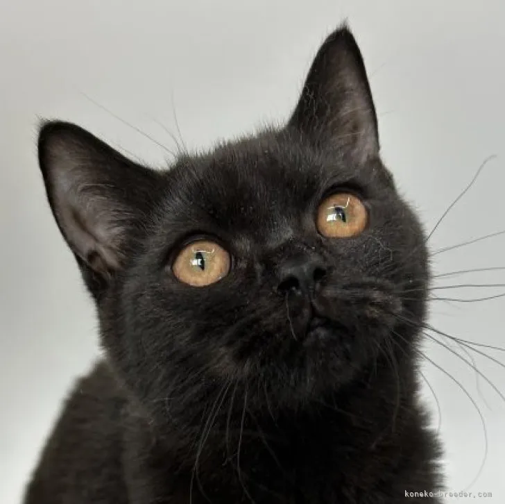 ID：2303-01726の子猫