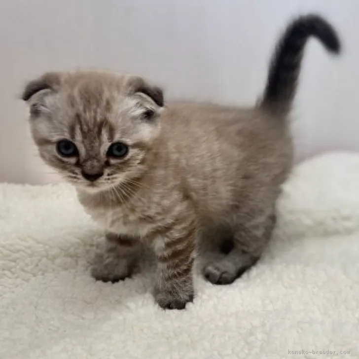 ID：2311-02299の子猫