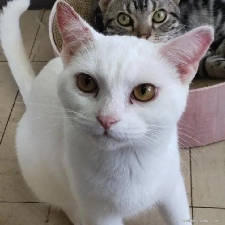 ID:2205-02645の子猫
