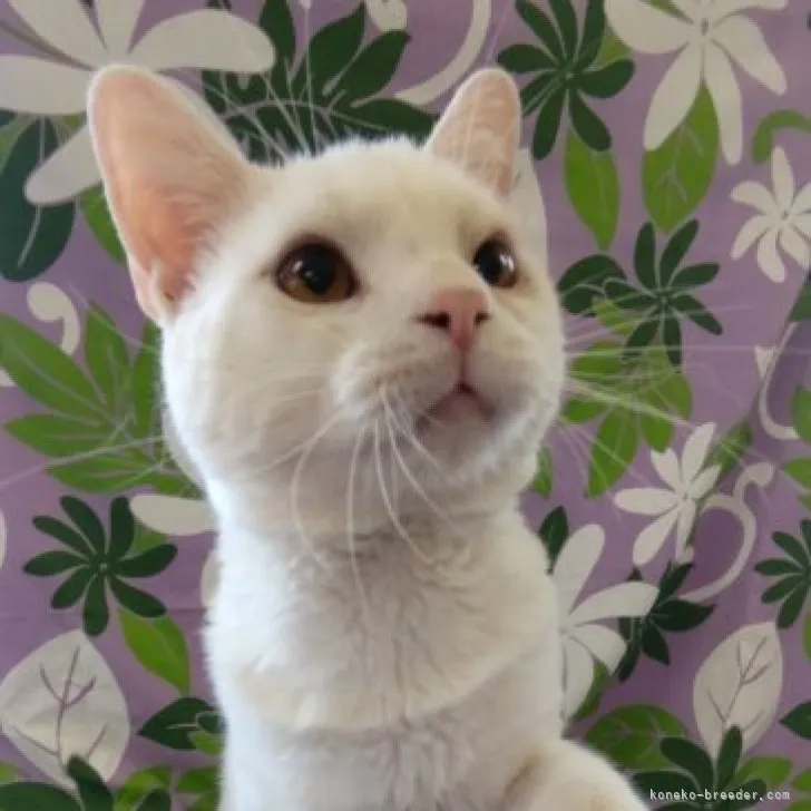 ID:2211-02877の子猫