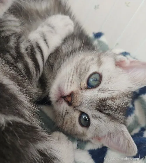 ID:2004-02092の子猫
