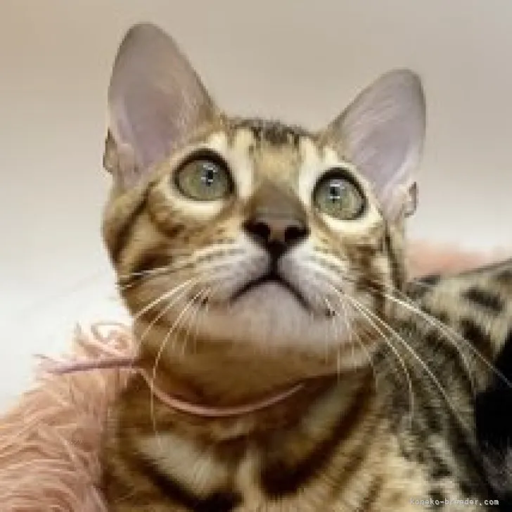 ID：2310-02091の子猫