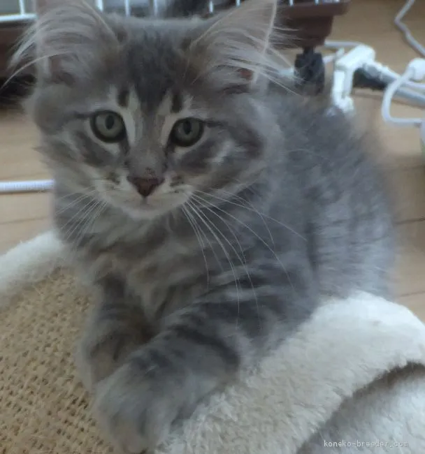 ID：2011-01314の子猫