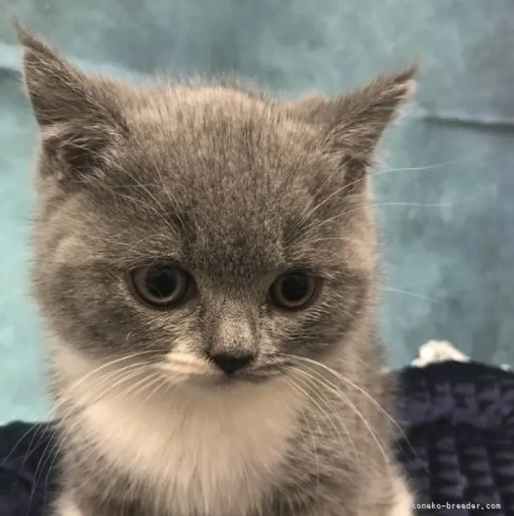 ID：2211-00409の子猫