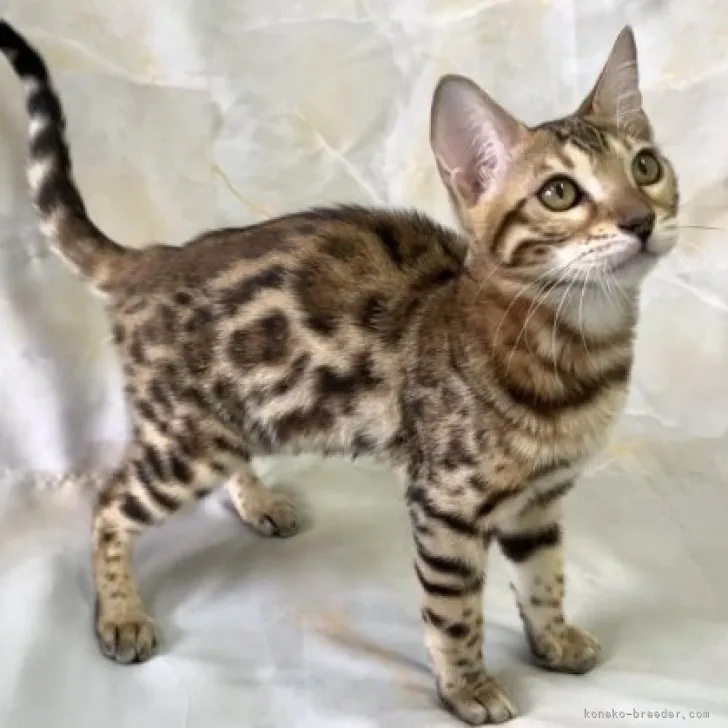 ID:2306-03675の子猫