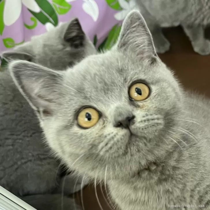 ID：2405-02041の子猫