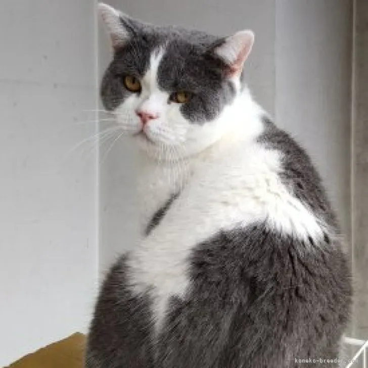 ID：2207-03359の子猫