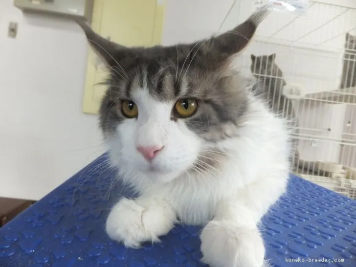 ID:1909-01290の子猫