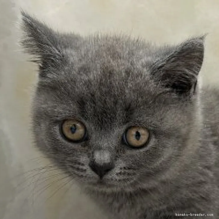 ID：2306-01472の子猫