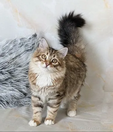 ID：2203-02041の子猫