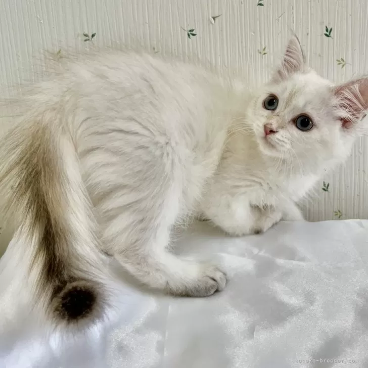 ID：2404-03159の子猫