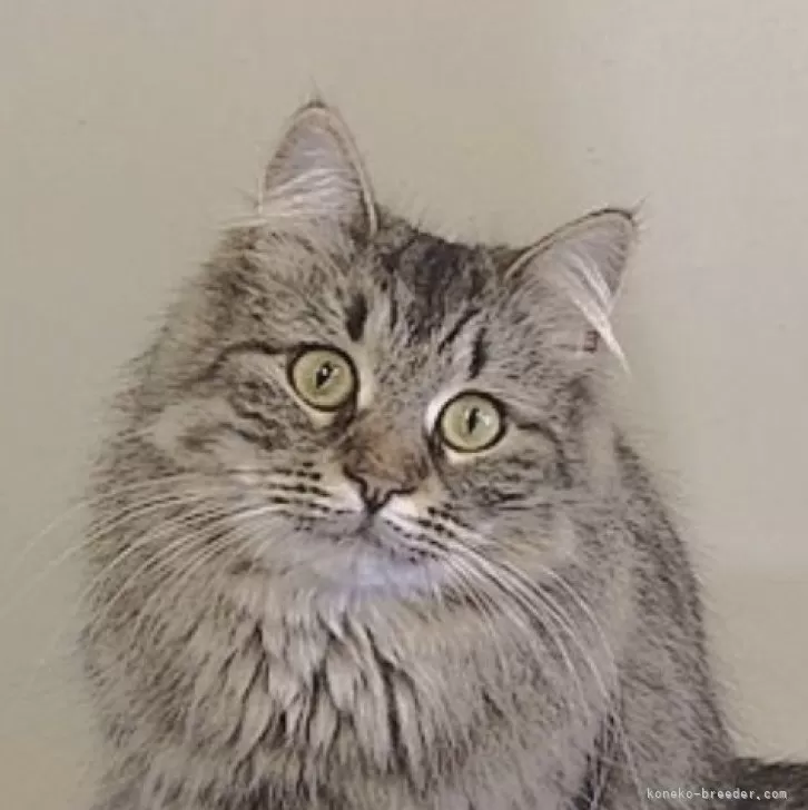 ID：2302-00021の子猫