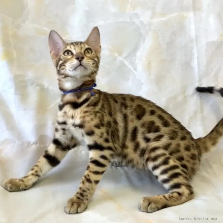 ID：2306-03196の子猫