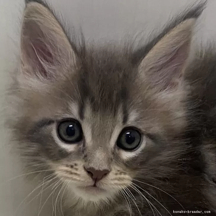 ID:2312-01949の子猫