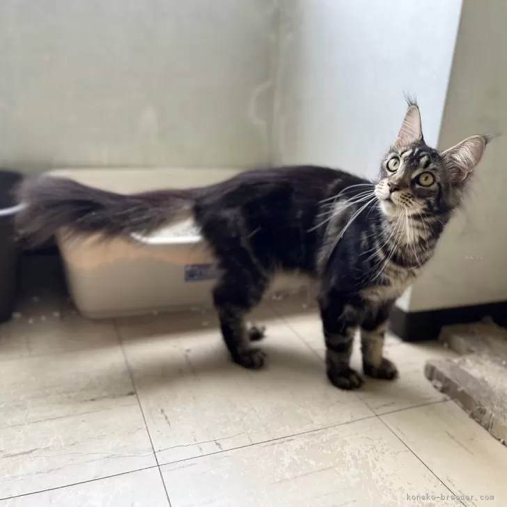 ID：2306-03671の子猫