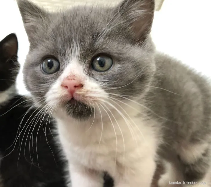 ID:2103-00188の子猫
