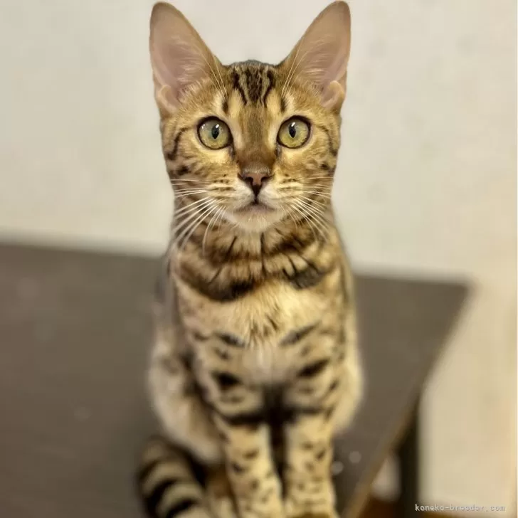 ID：2410-01008の子猫