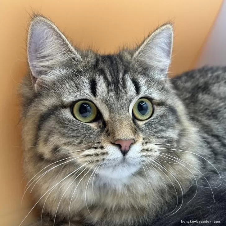 ID：2309-01167の子猫