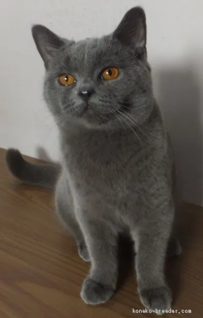 ID:2006-01779の子猫