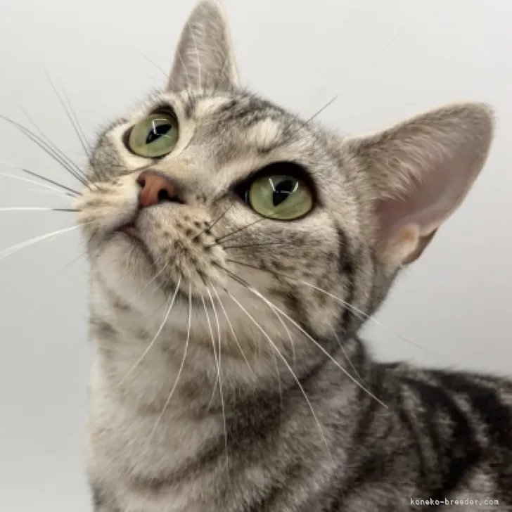 N.K 様のお迎えした子猫