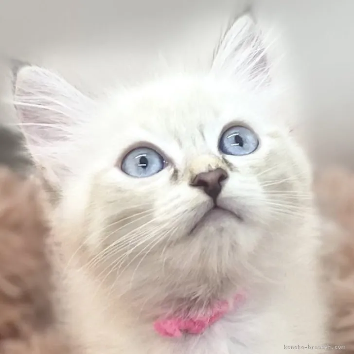 ID：2308-02703の子猫