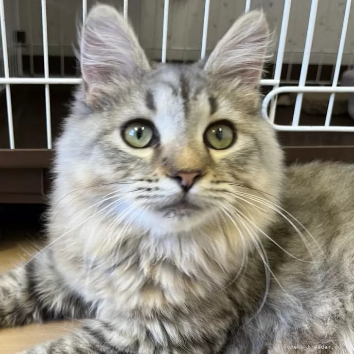 ID：2407-01531の子猫