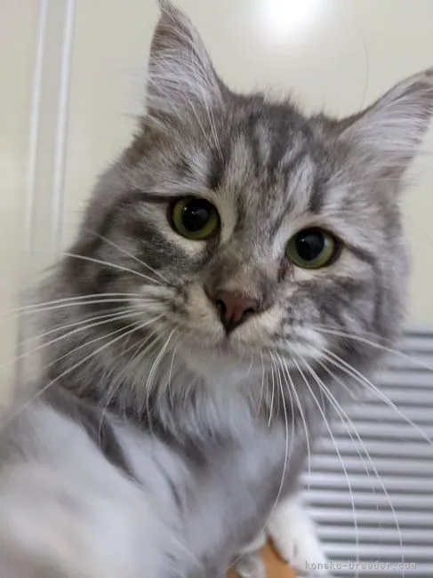 ID:2110-00252の子猫