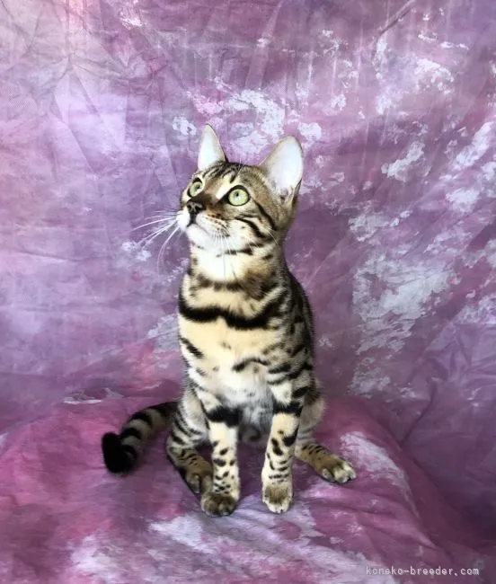 ID:2203-00665の子猫