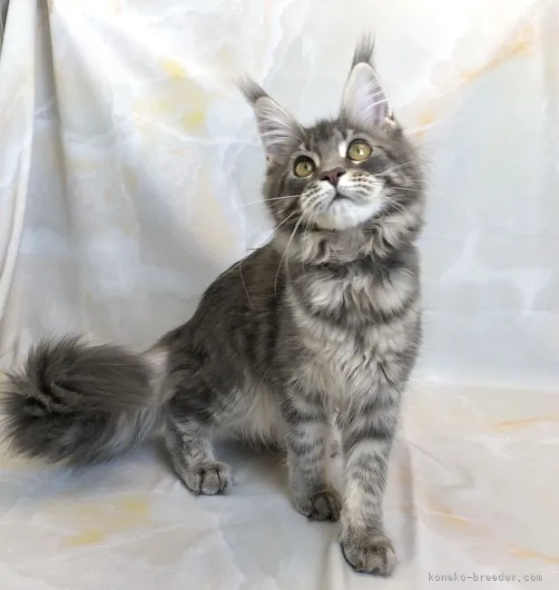 ID:2203-00627の子猫