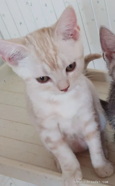 ID:2009-01971の子猫
