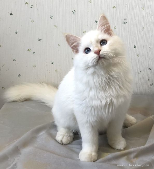 ネコワナンビキオッテモコマランと思う。ページ サイベリアンの子猫（メス♀） 若葉都賀店｜ペットショップCoo＆RIKU