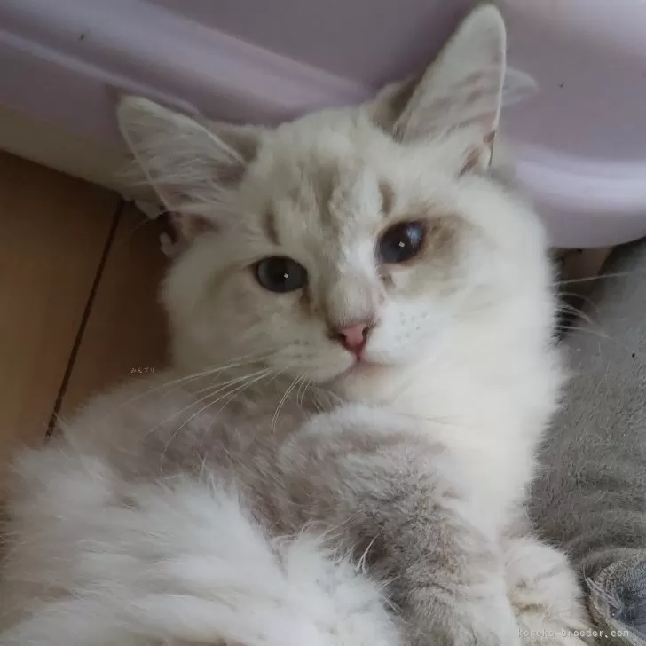 ID:2407-01536の子猫