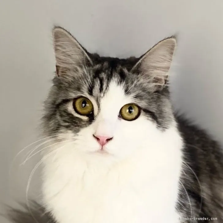 ID:2210-02184の子猫