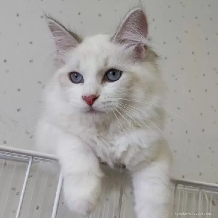 ID：2407-00783の子猫