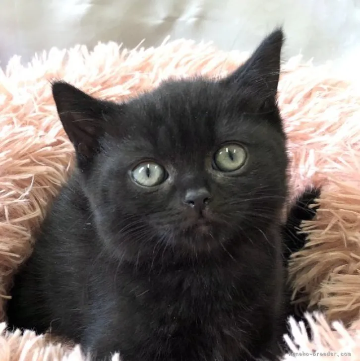 ID:2303-01725の子猫