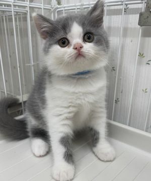 ブリティッシュショートヘア【千葉県・男の子・2021年9月22日・ブルー&ホワイト】の写真「ふわふわ兄妹✨」