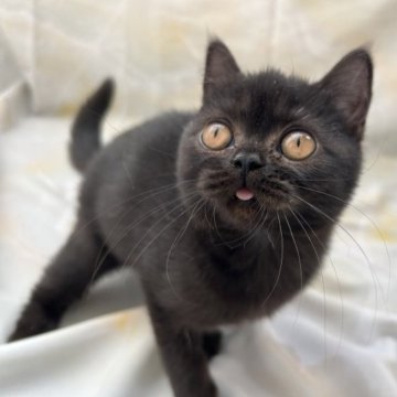 黒猫の子猫を探す｜ブリーダー直販の子猫販売【みんなの子猫ブリーダー】