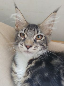 メインクーン【千葉県・男の子・2020年3月26日・ブラウンタビーアンドホワイト（ふわふわ長毛！）】の写真「ふわっふわの柔らか長毛です ※お値下げいたしました」