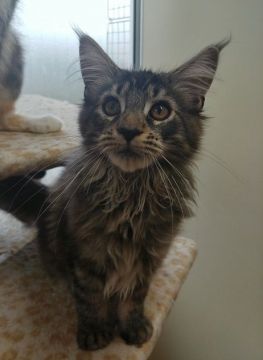 メインクーン【千葉県・男の子・2020年5月28日・ブラウンクラシックタビー】の写真「※お値下げいたしました！※仲良し5兄妹！」